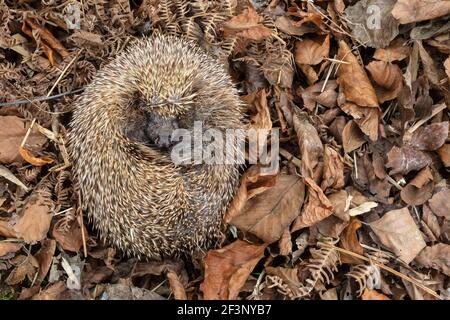 Hedgehog (Erinaceus europaeus) sleeping in autumn  leaves (captive), UK Stock Photo