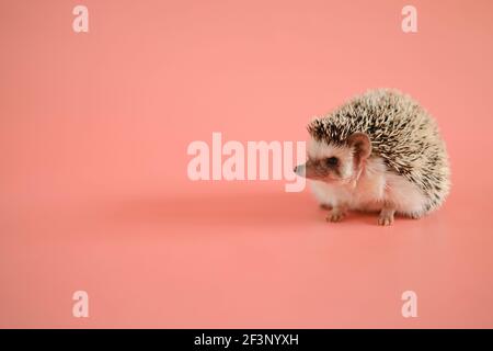 Hedgehog on a pink background. Female hedgehog. Pygmy house hedgehog. African white-bellied hedgehog close-up .Pets. gray little hedgehog.Atelerix Stock Photo