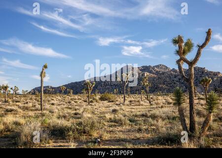 Joshua trees (Yucca brevifolia) and rocky (granite) hills, Quail Springs, Joshua Tree National Park, California USA Stock Photo