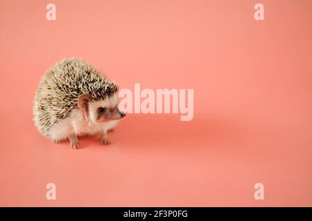 Hedgehog on a pink background. Female hedgehog. Pygmy hedgehog. African white-bellied hedgehog close-up .Pets. gray little hedgehog.Atelerix Stock Photo