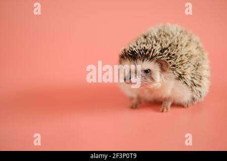Hedgehog on a pink background. Female hedgehog. Pygmy house hedgehog. African white-bellied hedgehog close-up .Pets. gray little hedgehog. Stock Photo