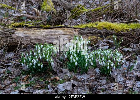 Several snowdrops in front of a moss-covered tree trunk on a leafy ground Stock Photo