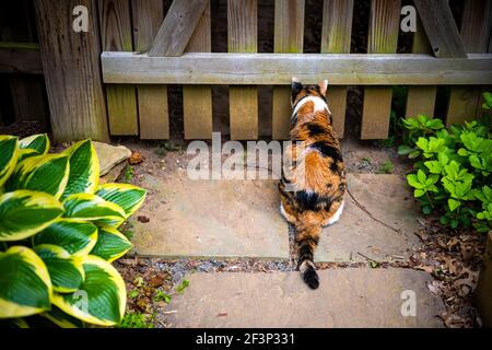 Outdoor one calico cat outside sitting hunting for birds rodents by wooden picket fence gate door in backyard garden on stone rock path in summer Stock Photo