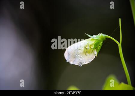 Macro closeup side view of one white flower growing sugar snap pea plant in spring garden with water rain drops droplets with blurry blurred backgroun Stock Photo