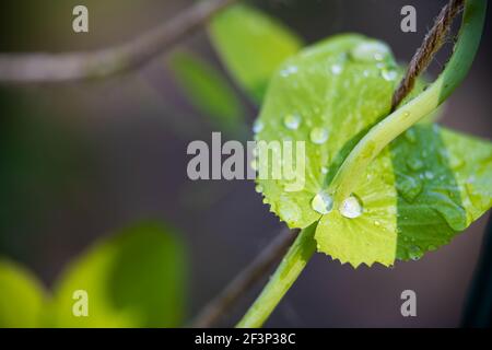 Macro closeup of growing sugar snap pea plant leaves in spring garden with water rain drops droplets with blurry blurred background bokeh Stock Photo