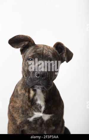 A closeup of a gorgeous American Stanford puppy isolated on a white background Stock Photo