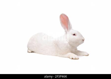 side view of a big white rabbit in front of a white background Stock Photo