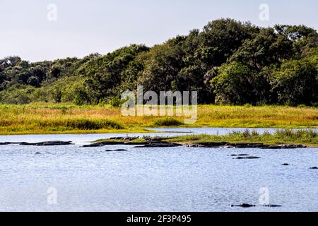 Many alligators predators in deep hole alligator lake pond in Myakka River State Park, Sarasota, Florida sunbathing Stock Photo