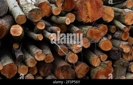 A large pile of sawn tree logs stacked up in a forest in Norfolk Stock Photo