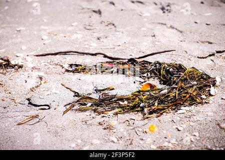 Macro closeup of many broken seashells sea shells shelling on Sanibel Island, Florida at Gulf of Mexico sand shore with seaweed on beach Stock Photo