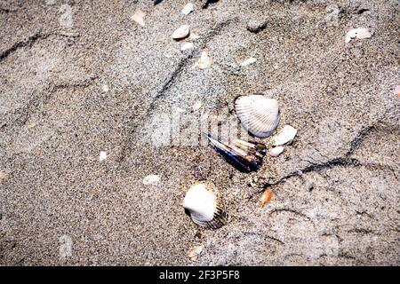 Flat lay top high angle view on many broken seashells sea shells shelling on Sanibel Island, Florida on day at Gulf of Mexico sand shore Stock Photo