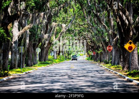 Famous Magnolia avenue street road shadows with live oak trees canopy and hanging Spanish moss in St. Augustine, Florida with car on summer sunny day Stock Photo