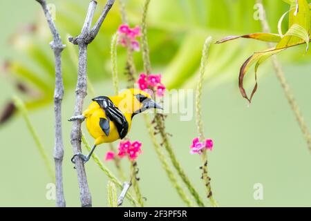 A Yellow Oriole (Icterus nigrogularis) in a garden with pink Vervain flowers in the background. Bird perching. Wildlife in nature. Stock Photo