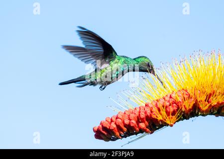 A Blue-chinned Sapphire hummingbird (Chlorestes notata) feeding on the Combretum flower with a blue background. Hummingbird and flower. Bird in flight Stock Photo