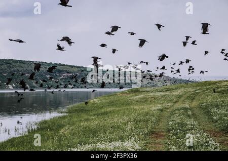 Wide angle cinematic shot of a flock of black crows taking off to fly on the river bank Stock Photo