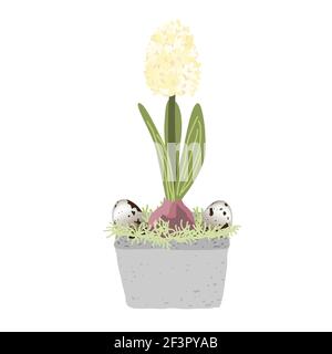 Blue hyacinth in pot isolated on white background decorated with quail eggs and moss. Bulb spring flower vector illustration, Easter design element Stock Vector