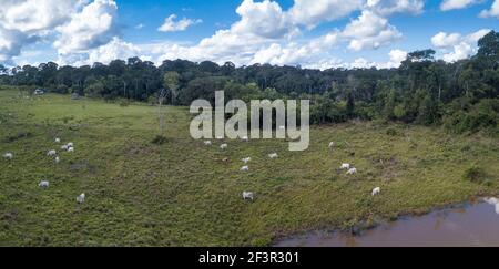 Aerial view of cattle on farm pasture in Chico Mendes Reserve in the Amazon rainforest, Acre, Brazil. Deforestation, environment, agriculture.