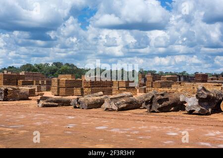Large sawn tree trunks, sawmill logs and lumber boards with forest in the background on a sunny day in the Amazon Rainforest, Brazil. Deforestation. Stock Photo