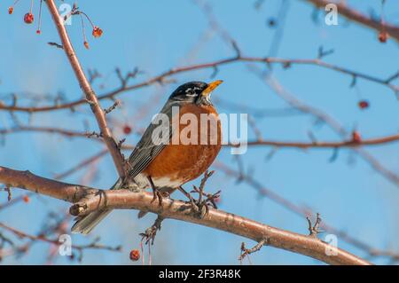 Vadnais Heights, Minnesota. American Robin, Turdus migratorius perched in a crabapple tree in the spring. Stock Photo