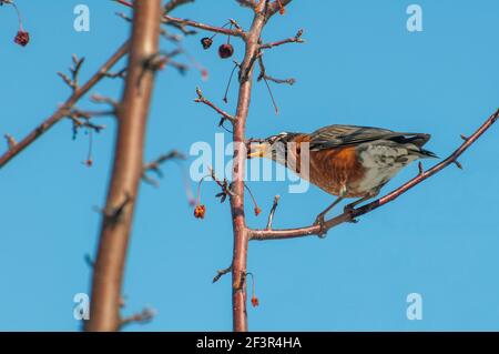 Vadnais Heights, Minnesota. American Robin, Turdus migratorius eating berries from a crabapple tree in the spring. Stock Photo