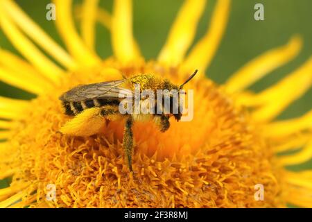 A macro shot of a female of the pantaloon bee or hairy-legged mining bee on a flower Stock Photo