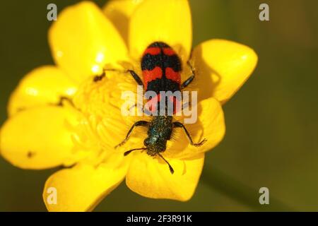 A macro shot of a trichodes apiarius on a yellow flower Stock Photo
