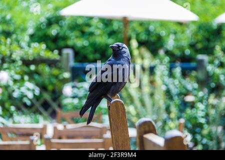A jackdaw (Corvus monedula)  perched on a chair waiting for scraps in the outside dining area of a cafe Stock Photo