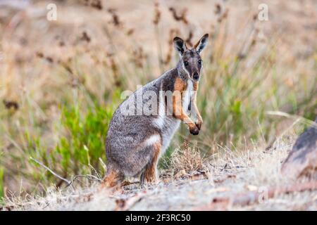 Yellow-footed rock-wallaby, Petrogale xanthopus, in his natural environment in Warren Gorge the Flinders Ranges South Australia near the town of Quorn Stock Photo