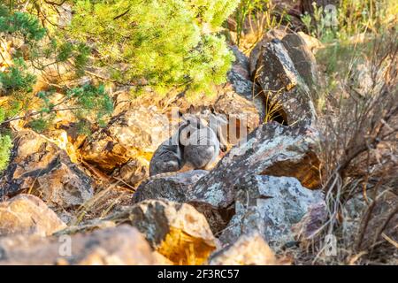 Yellow-footed rock-wallaby, Petrogale xanthopus, in his natural environment in Warren Gorge the Flinders Ranges South Australia near the town of Quorn Stock Photo