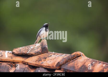 White-browed Wagtail sitting on a tiled roof Stock Photo