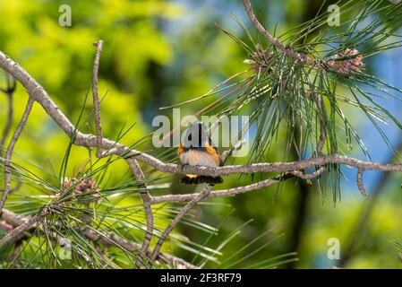 Vadnais Heights, Minnesota. John H. Allison Forest.  Male American Redstart, Setophaga ruticill perched in a spruce tree. Stock Photo