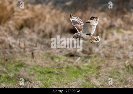 Short-eared Owl in Flight Stock Photo