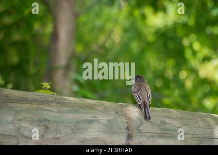 Vadnais Heights, Minnesota.  Vadnais Lake Regional Park.  Eastern Phoebe, Sayornis phoebe sitting on a fence post in the park. Stock Photo