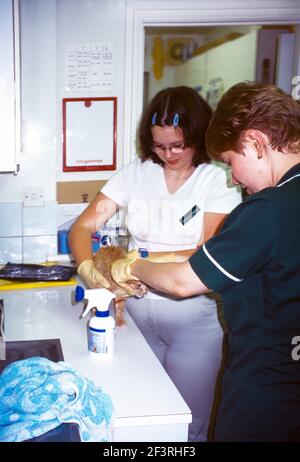 Veterinary Nurses Spraying 12 Week Old Kitten For Fleas Stock Photo