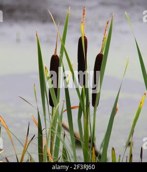 Common bulrush reeds. A close up of three Stock Photo