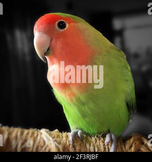 A cute peach faced lovebird looking friendly. The little parrot is green and red Stock Photo