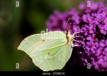 A portrait of a common brimstone butterfly sitting on the purple flowers of a butterfly-bush. The insect is on the summer lilac because it serves as a Stock Photo