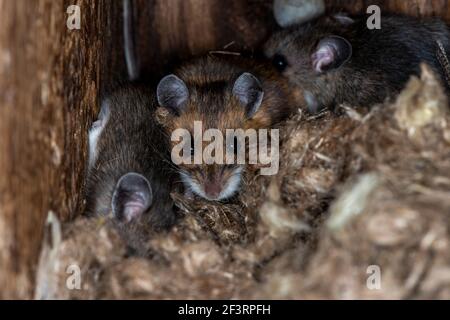 Little Canada, Minnesota.  Gervais Mi8ll Park. Deer mouse, Peromyscus maniculatus in a bird nesting box. A family of deer mice took over a nesting box Stock Photo