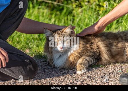 A norwegian forest cat lying on the ground being petted by two kids. Stock Photo