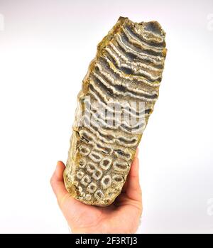 Mammoth tooth in the hand isolated on a white background. Stock Photo