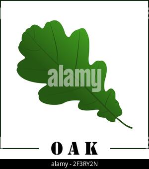 Green oak leaf and the inscription oak. Design element. Vector flat illustration. Stock Vector
