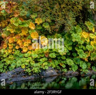 Indian Rhubarb, North Yuba River, Tahoe National Forest, California Stock Photo