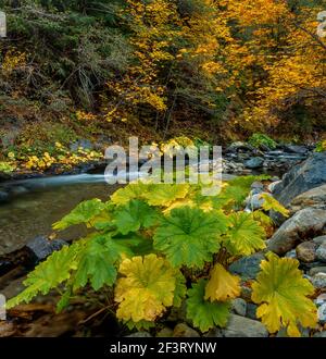 Saxifrage, Indian Rhubarb, Yuba River; Sierra National Forest, California Stock Photo