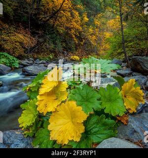 Indian Rhubarb, North Yuba River, Tahoe National Forest, California Stock Photo