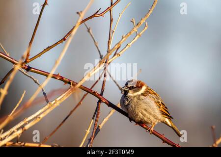 An adult male house sparrow (Passer Domesticus) is perching on a leafless branch alone in winter. It has red light brown and darker brown furs in his Stock Photo