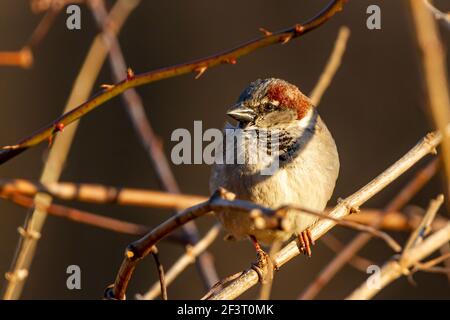 An adult male house sparrow (Passer Domesticus) is perching on a leafless branch alone in winter. It has red light brown and darker brown furs in his Stock Photo