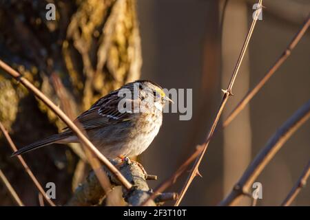 Zonotrichia albicollis, white throated sparrow perching on branch in winter. Side view with catch lights on eyes and yellow green spot hon forehead. P Stock Photo