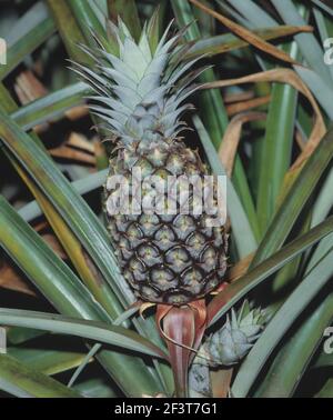 Agriculture. Fruit. Growing pineapple. (Ananas comosus). Stock Photo