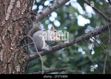 A grey cute squirrel with its tail raised sits on a tree branch and eats a nut in a city park Stock Photo