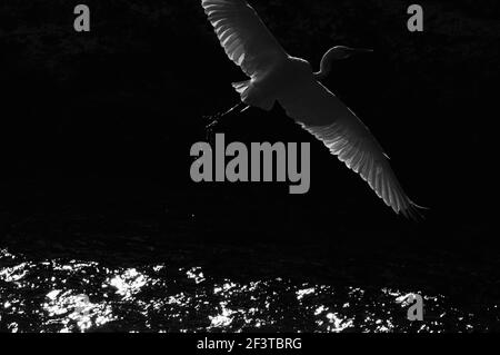 White great egret bird (Ardea alba) Stock Photo